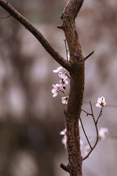 杏树开花