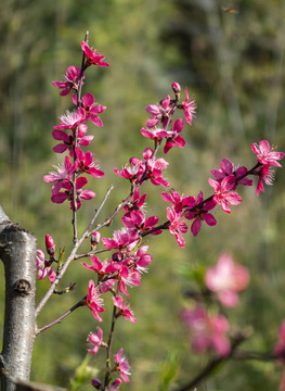 桃花