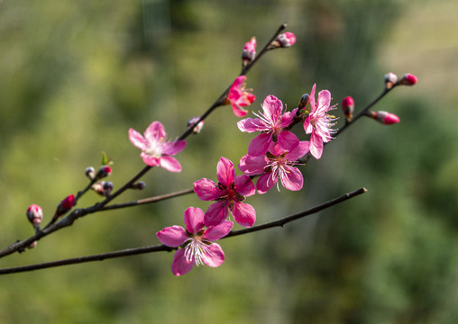 红色桃花