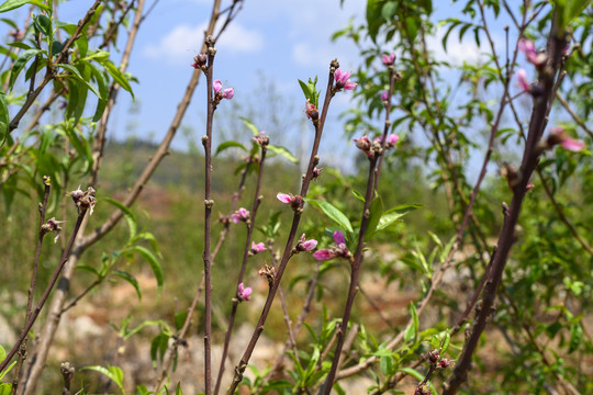 桃树开花