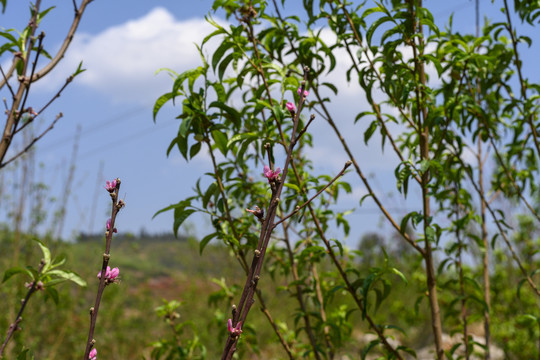 桃花