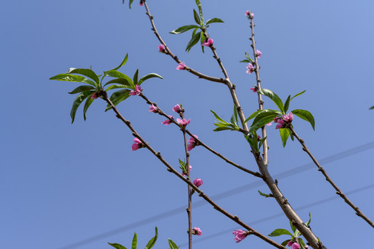 树花树