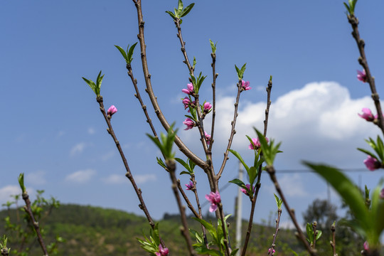 桃花