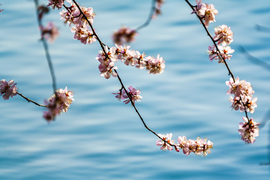 颐和园桃花