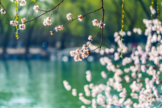 颐和园桃花