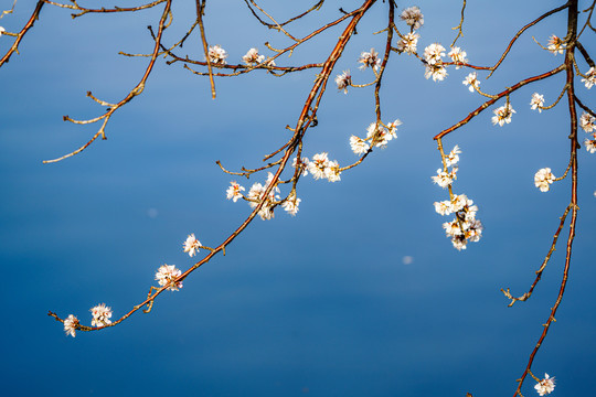 颐和园桃花