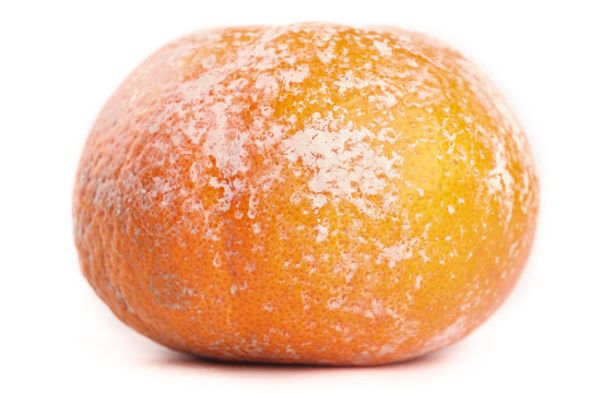 杂柑橘