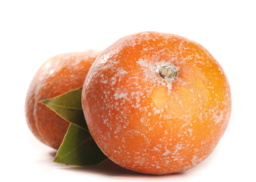 杂柑橘