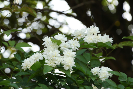 木香花