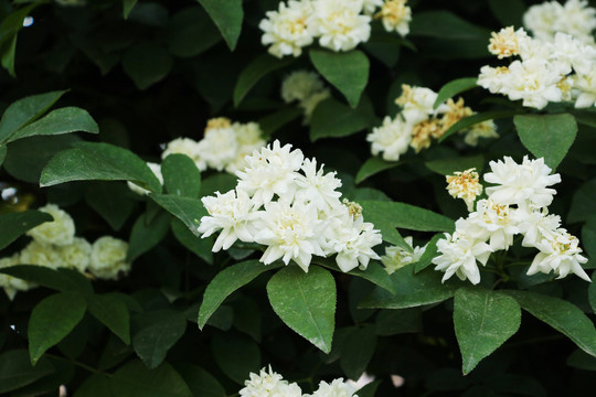 木香花