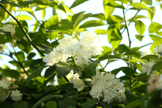 木香花