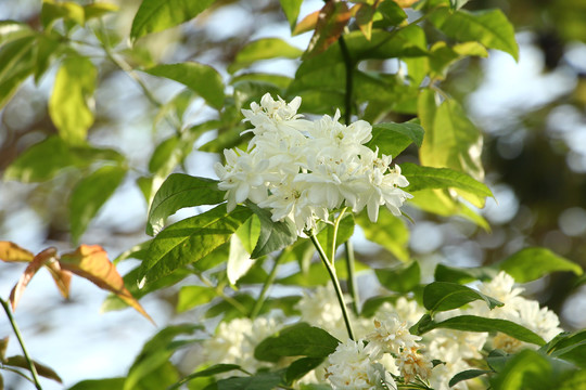 木香花