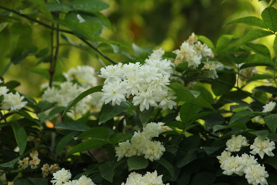 木香花