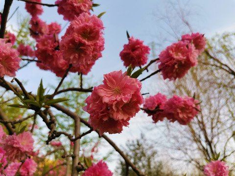 碧桃花