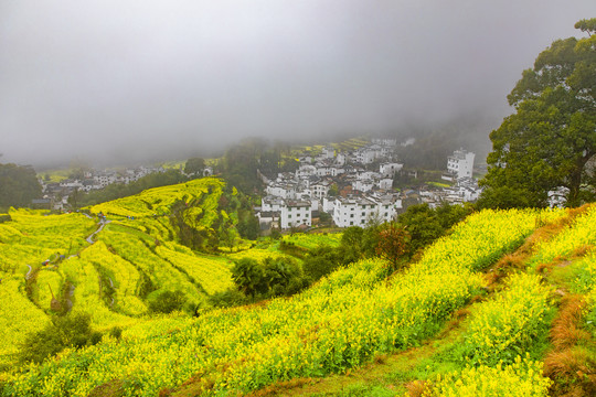 江岭油菜花