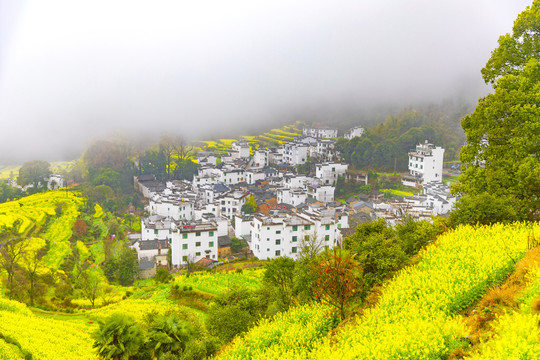 江岭油菜花