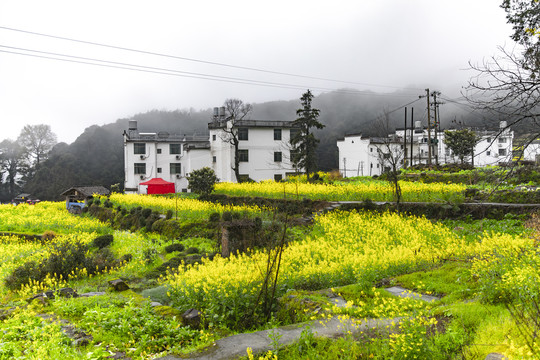 江岭油菜花