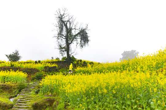 江岭油菜花