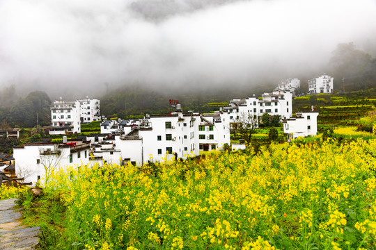 江岭油菜花