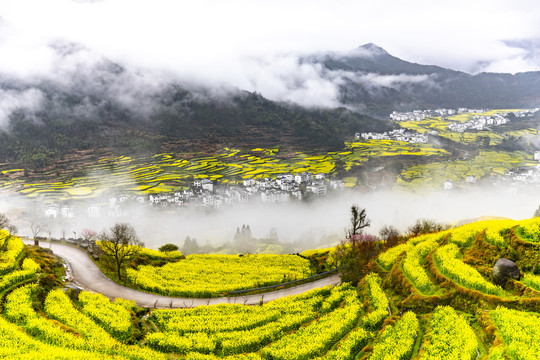 江岭油菜花