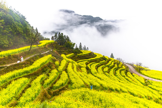 江岭油菜花