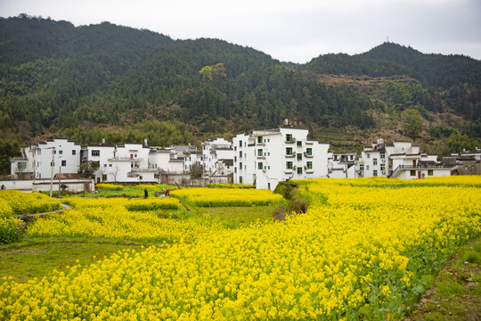 婺源新农村风光