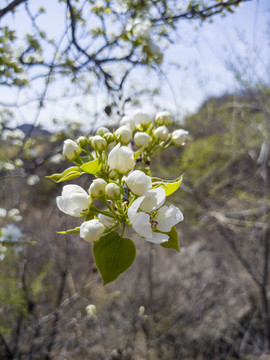 烂漫山花