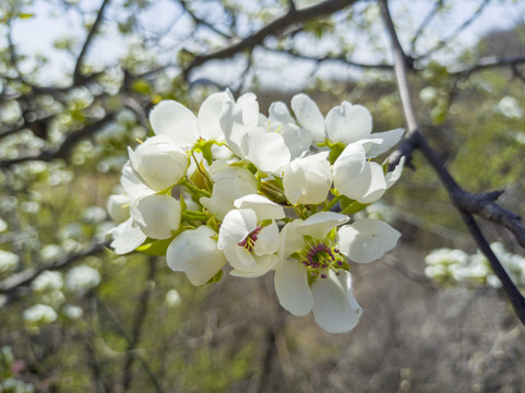 山花烂漫