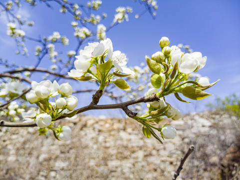 山花烂漫