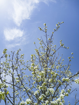 山花烂漫