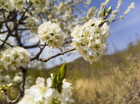 山花