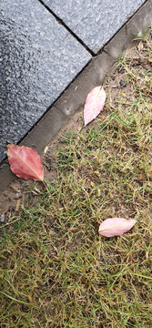 雨后红叶