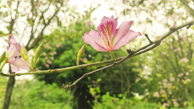 紫荆花