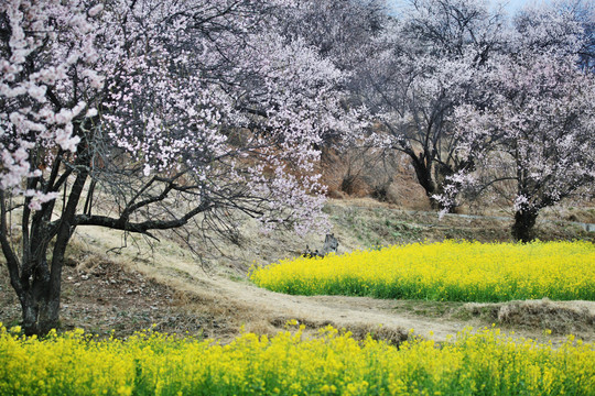 林芝桃花