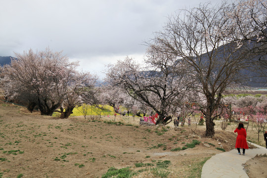 林芝桃花