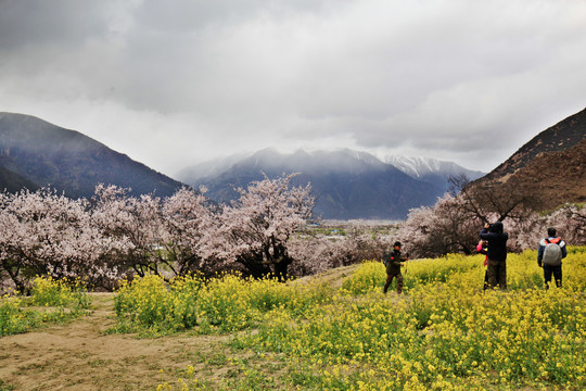 林芝桃花