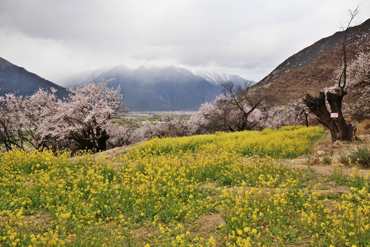 林芝桃花