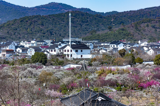 苏州西山林屋洞梅花