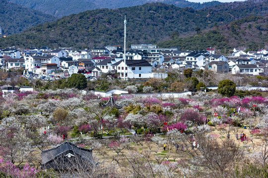 苏州西山林屋洞梅花