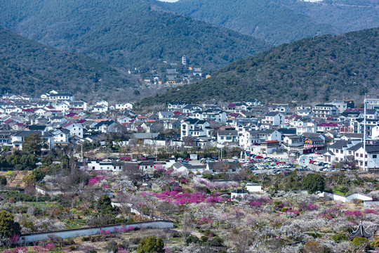 苏州西山林屋洞梅花