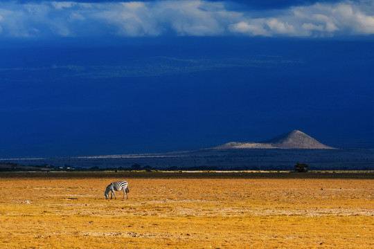 非洲肯尼亚安博塞利大草原