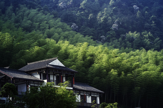 重庆永川茶山竹海