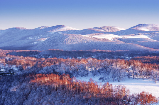 内蒙古坝上林海雪原