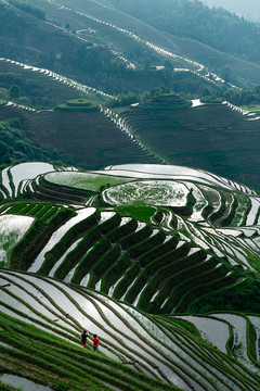 桂林龙胜梯田