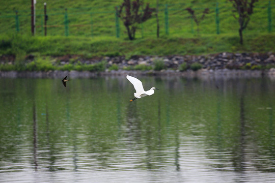 白鹭湖面展翅飞翔