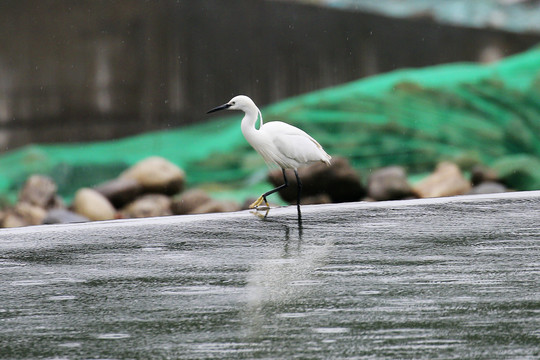 野生白鹭涉水