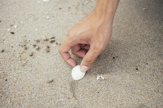 从海滩上捡贝壳时手的剪短图像。