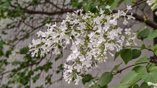 丁香树丁香花