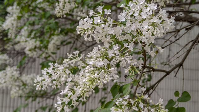 丁香树丁香花