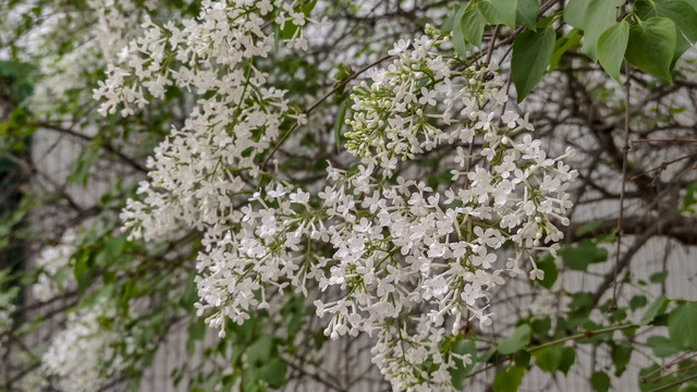 丁香树丁香花